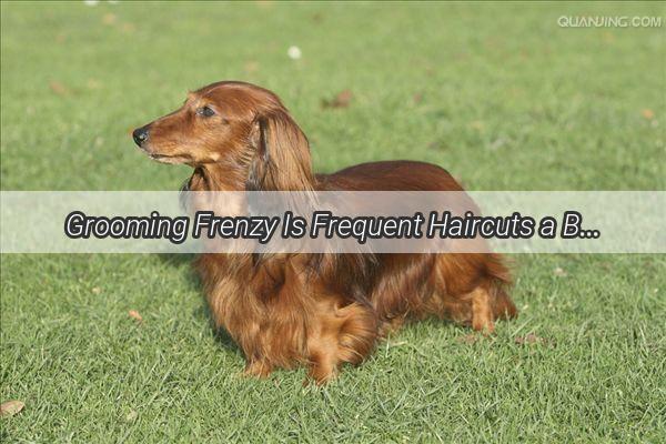 Grooming Frenzy Is Frequent Haircuts a Blessing or a Curse for Your Furry Friend